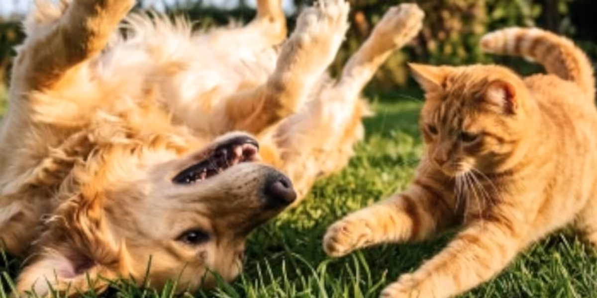 Johndog.pl: Najlepsze okazje cenowe!