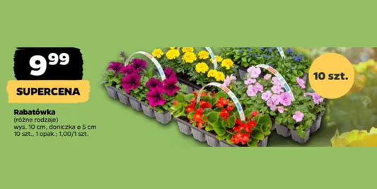 Netto: 9,99 zł za Bratki, 10 szt. opak. 15.05.2025
