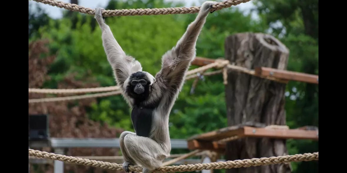 Groupon.pl: Od 67,50 zł na wstęp do ZOO Wrocław