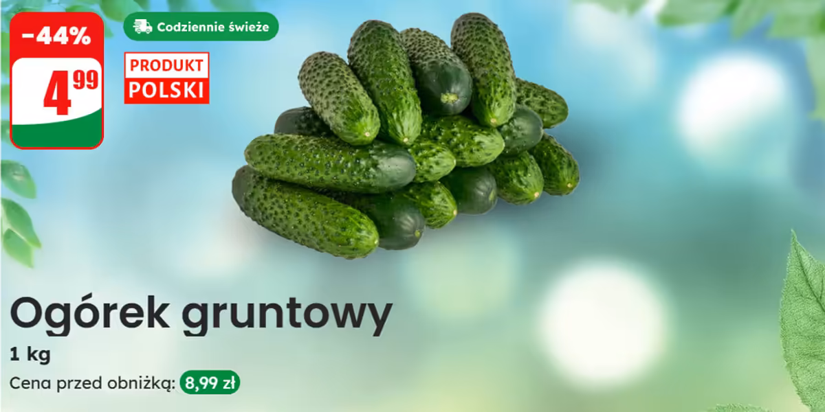 Dino: -44% na ogórki gruntowe