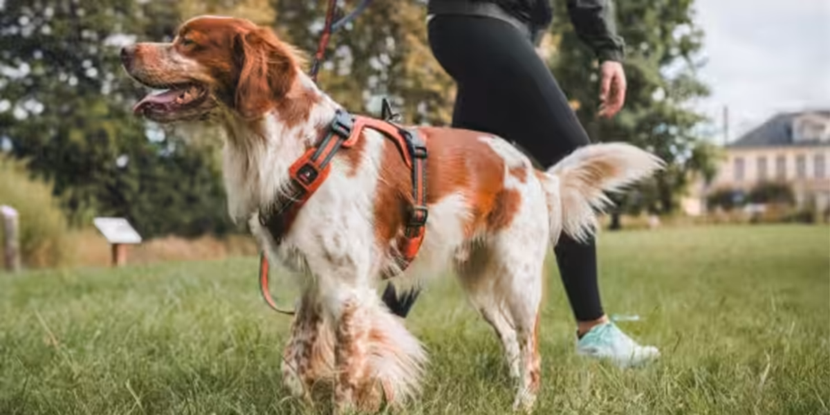 Decathlon: Do -200 zł na produkty dla psa