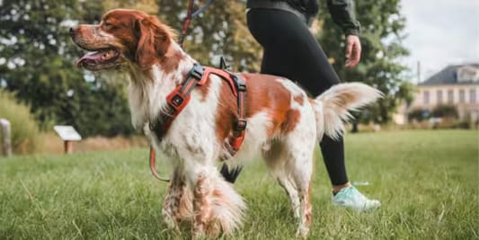 Decathlon: Do -200 zł na produkty dla psa 27.05.2025