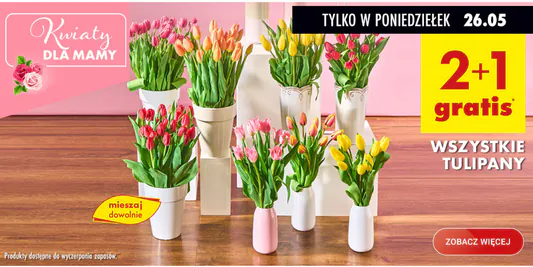 Biedronka: 2+1 GRATIS na wszystkie tulipany 26.05.2025