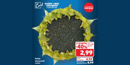 Kaufland: -40% na polskiego słonecznika 25.07.2024