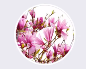 Kwiaciarnia Magnolia