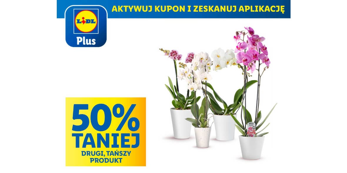 Lidl: KUPON -50% na storczyki 22.05.2025