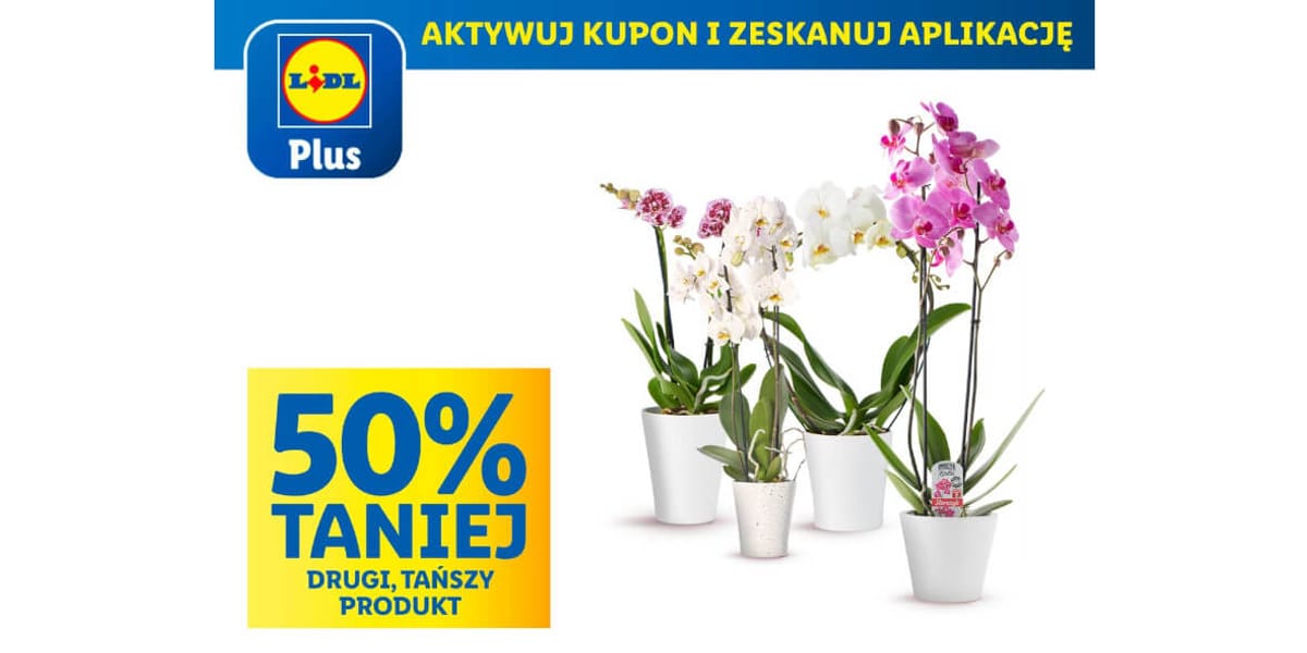 Lidl: KUPON -50% na storczyki