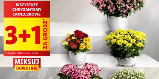 Lidl: 3+1 za GROSZ na chryzantemy 21.10.2024